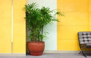 The Best Indoor Plants for Your Office
