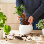 3 Basic Tips to Keep Your Indoor Plants Alive